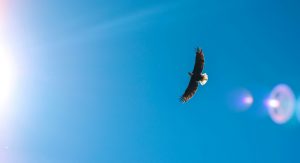 Águia e a Promessa de Fátima: imagem mostra ave voando em céu azul